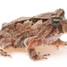 Goiás Smooth-horned Frog - Photo (c) Pedro Correia de Siracusa, some rights reserved (CC BY-NC), uploaded by Pedro Correia de Siracusa
