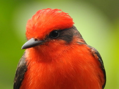 Pyrocephalus rubinus mexicanus