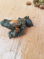 Echinococcus granulosus