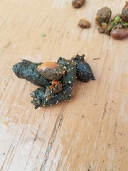 Echinococcus granulosus