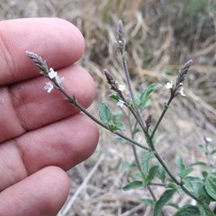 Verbena carolina