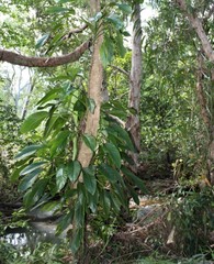 Epipremnum amplissimum