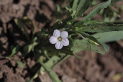 Convolvulus simulans