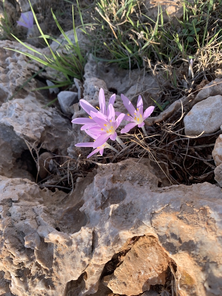 Colchicum parlatoris, Oitylo, Peloponnese, GR