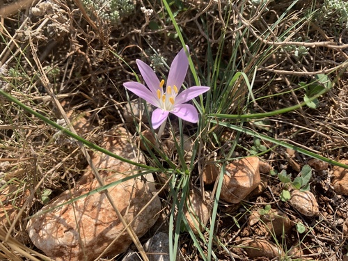 Colchicum parlatoris