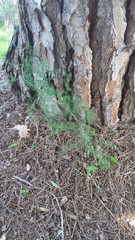 Asparagus acutifolius