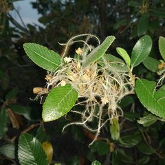 Cercocarpus macrophyllus