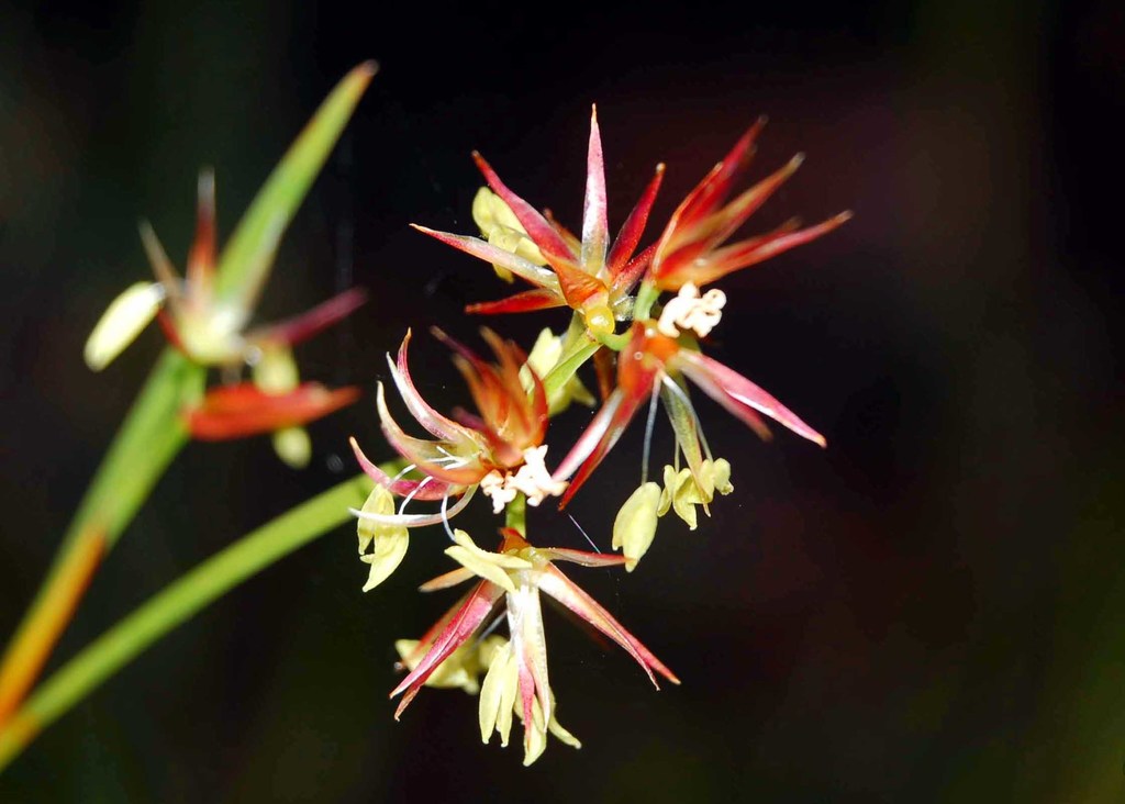 Anarthria prolifera