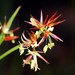 Anarthria prolifera - Photo (c) Cheryl Macaulay,  זכויות יוצרים חלקיות (CC BY-NC), הועלה על ידי Cheryl Macaulay