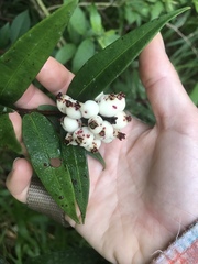 Syzygium wilsonii