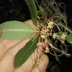 Cercocarpus macrophyllus