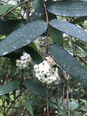 Syzygium wilsonii