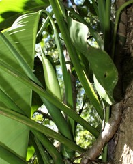 Epipremnum amplissimum