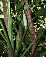 Epipremnum amplissimum