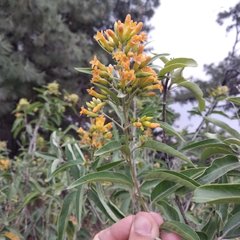 Cestrum aurantiacum