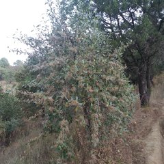 Cercocarpus macrophyllus
