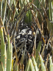 Crotalus intermedius