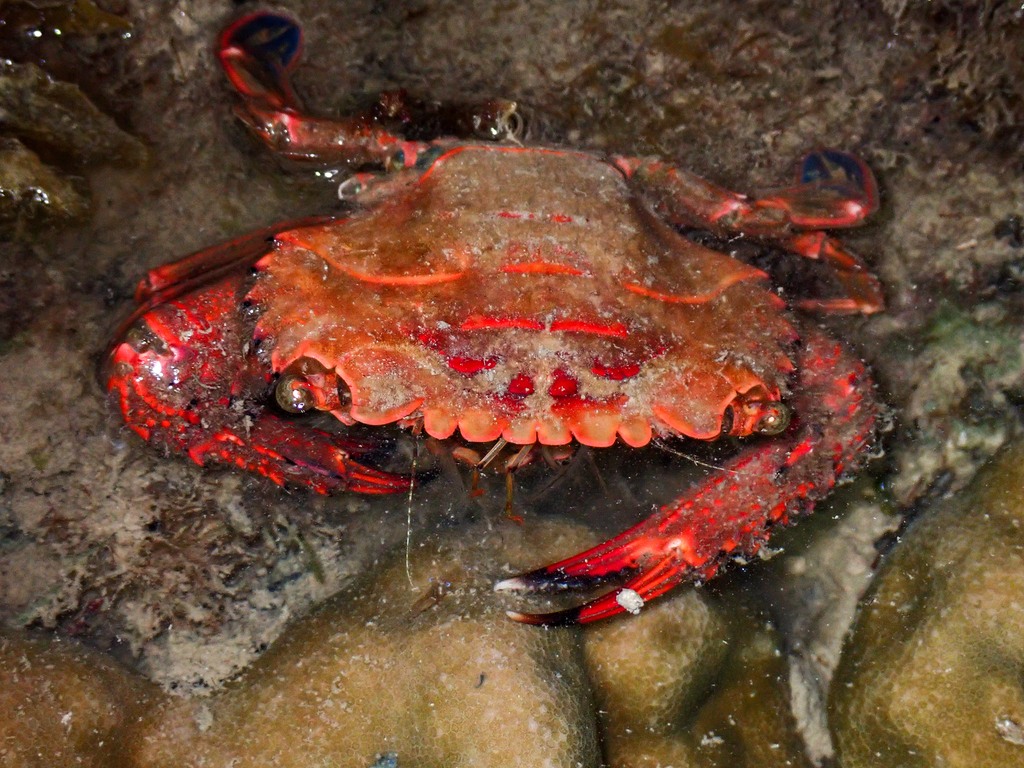 Thalamitinae