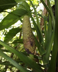 Epipremnum amplissimum