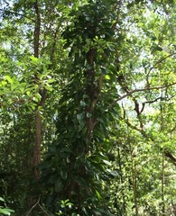 Epipremnum amplissimum