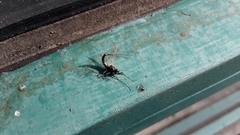 Leptophlebia