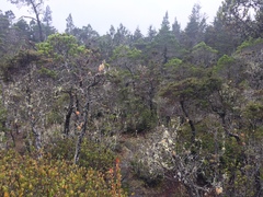 Pinus contorta bolanderi