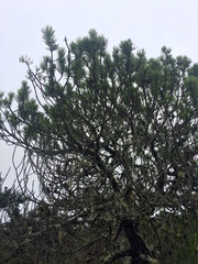 Pinus contorta bolanderi
