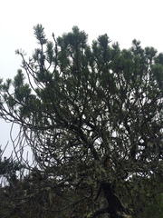 Pinus contorta bolanderi