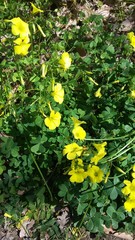 Oxalis pes-caprae