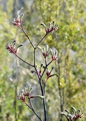Anigozanthos flavidus