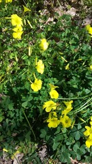 Oxalis pes-caprae