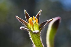 Anigozanthos flavidus