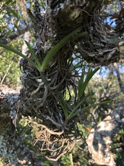 Tridactyle tricuspis