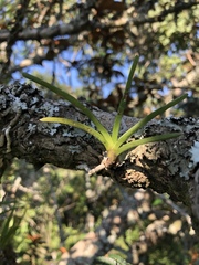 Tridactyle tricuspis