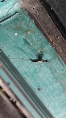 Leptophlebia