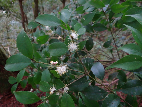 Symplocos sumuntia (Symplocos sumuntia)