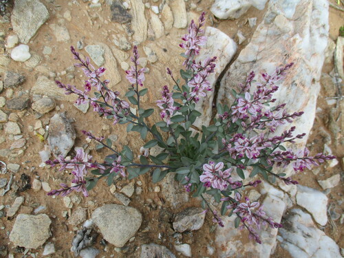 Image of Polygala mossii by no rights reserved