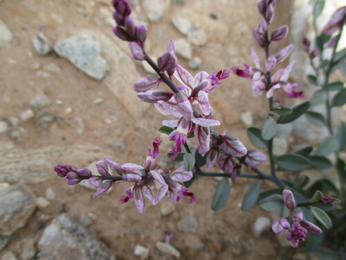 Image of Polygala mossii by no rights reserved