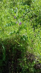 Vicia sativa