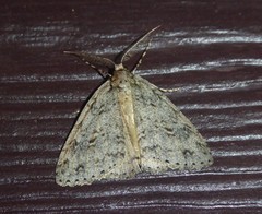 Pseudocoremia rudisata