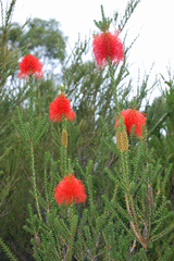 Melaleuca sparsa