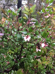 Arctostaphylos nummularia