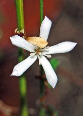 Pittosporaceae