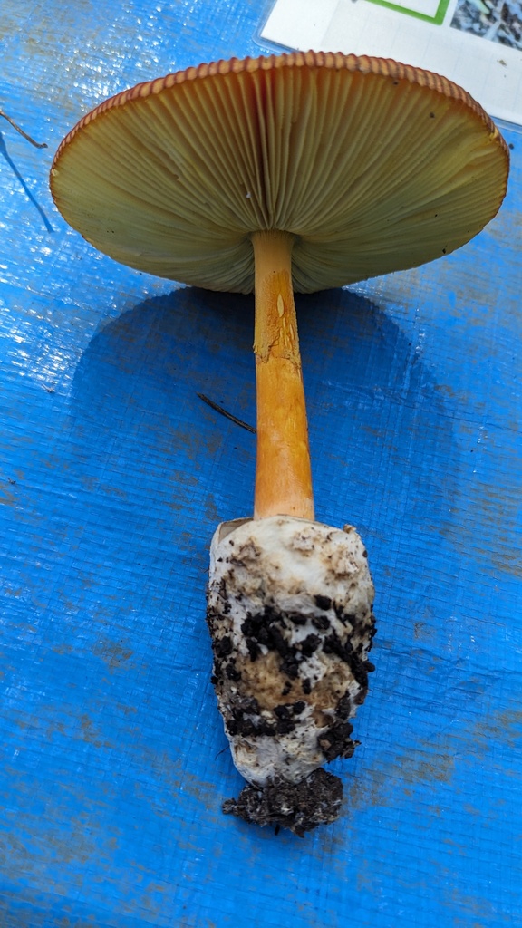 Amanita caesareoides · September 2023 · photo: © atsushi_nakajima_cirque (iNaturalist, cc-by)