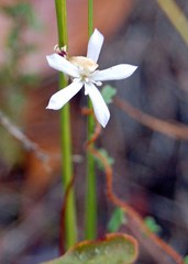Pittosporaceae