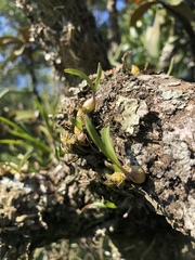 Polystachya ottoniana