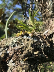 Polystachya ottoniana