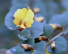 Bossiaea webbii