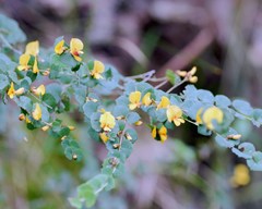 Bossiaea webbii