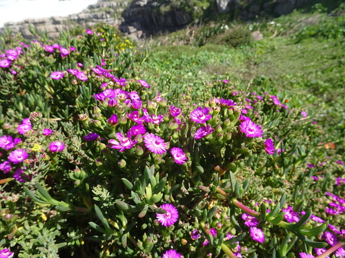 Image of Ruschia macowanii by (c) Thomas Koffel, some rights reserved (CC BY)